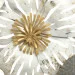    Flowers 165x69  