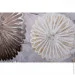  White brauni 100x100  GF
