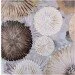  White brauni 100x100  GF