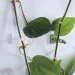 Клипса для подвязки 3M Клипсы для подвязки растений (3366) Клипса для подвязки 3M Клипсы для подвязки растений (3366)