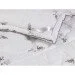   320.52_Silver Swan 105x140