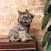   Pet Fashion PF Style   M (4823082427949)