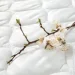    Materia Primavera MIO 180200  (620133059)