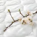    Primavera SOLE, 120200 (4399)
