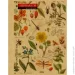   Herbarium B6  