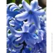   Blue Giant 2 .