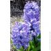   Blue Giant 2 .