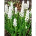   Botryoides Album 5 .