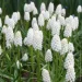   Botryoides Album 5 .