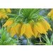    ( ) Lutea 1 .