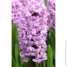   Splendid Cornelia 2 .