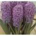   Splendid Cornelia 2 .