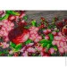 Abris Art       AB-890   