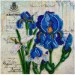 Abris Art     " AM-181   