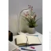   Accento Lighting LML-1800142-B 