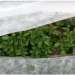 Agreen Агроволокно 23 UV белое 3,2х10 м Agreen Агроволокно 23 UV белое 3,2х10 м