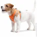  '    AiryVest ONE ,  XS2 (29384)