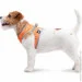  '    AiryVest ONE ,  XS2 (29384)