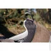   Asolo Falcon LTH GV   (Grey/Light Black, 44 1/2) (ASL A40044.B036-10)
