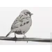    Bacchetta    Birdies nero 10 180x200