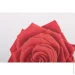    Bacchetta    Rose rosso 06