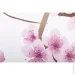    Bacchetta    Sakura rosa 15