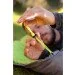  Bestway   68102  hollow fibre () (68102(Light-Blue))