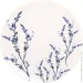 Bonna   Lavender Chichi 24 