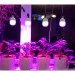   Brille  E27 LED 15W FITO GROW (FULL SPETRUM=9:1) (L137-014)