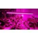   Brille  G13 LED 9W FITO GROW T8 (FULL SPETRUM=9:1) (L137-008)