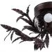 Brille  BCL-277S/E1 (186332)