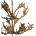Brille  BKL-111S/1E14 (24-492)