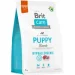   Brit      Hypoallergenic Puppy   3 