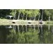   Carp Hunter Gold (       GPS  )