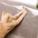  Cat Shield     ,    8  3021,  (2119201050)