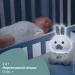ͳ Chicco   " Dreamlight" (11456.00)