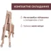    Chicco Polly Armonia 42 (87140.42)