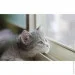 Clip-On   "" ( )