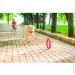 Игрушка для собак Collar PitchDog Кольцо для апартовки 17 см розовое (62367) Игрушка для собак Collar PitchDog Кольцо для апартовки 17 см розовое (62367)