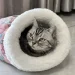  Collar   Fluffy Pink (id_1680)