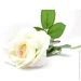   Devilon   , 54 , 