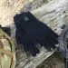 Dexshell ToughShield L    L (DG458NL)