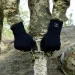 Dexshell ToughShield L    L (DG458NL)