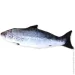 DGT     19  FG240418021D-3