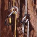 DMM ³ Anka Descender (1012-A1100)