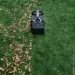 EcoFlow    Blade (ZMH100LY-B)