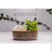            EcoWalnut  M (0217)