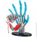  Edu-Toys , 16,5  (SK058)