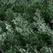 Engard  50x50 (GCK-02)
