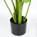 Engard   Banana Tree, 120  (TW-24)